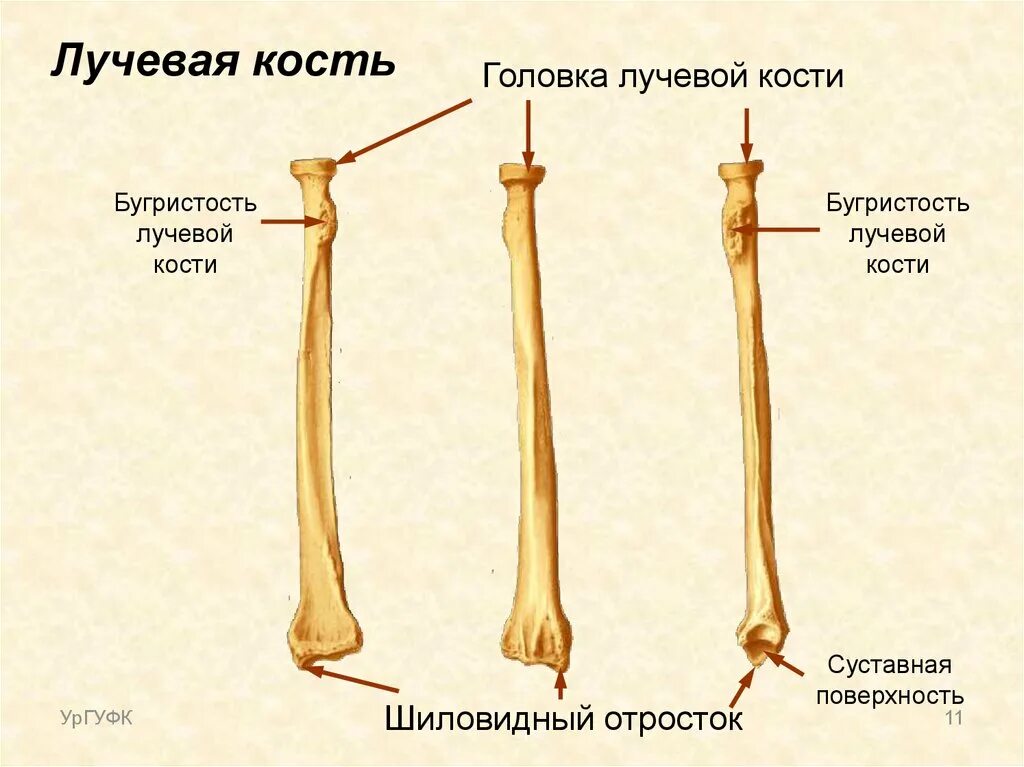 Почему кости легкие. Анатомия кости головка лучевой кости. Лучевая кость трубчатая. Шиловидный отросток лучевой кости анатомия. Анатомическое строение лучевой кости.