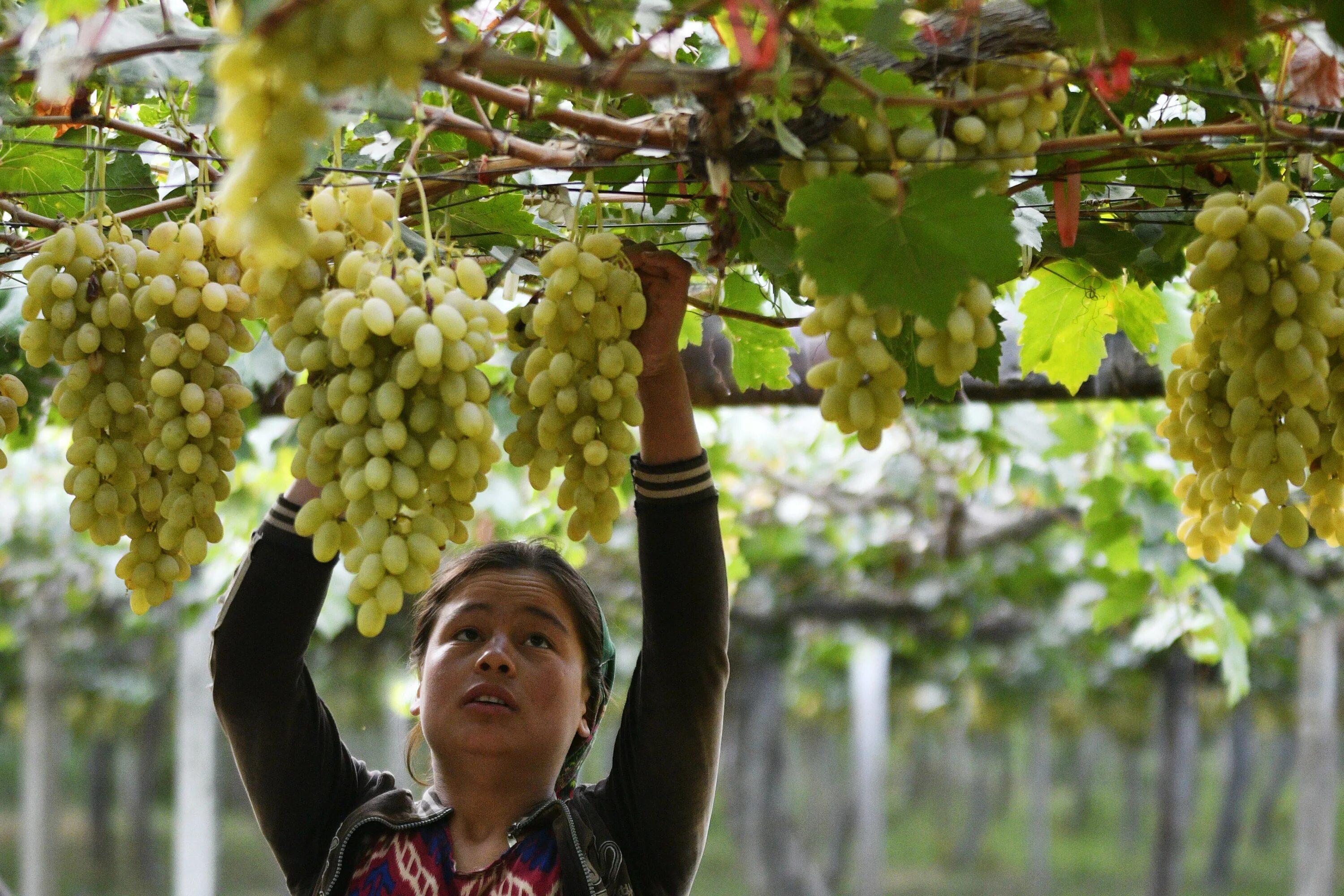 Pin by Ketevan Aydın on Grapes_ყურძენი Grapes, Fruit, Plants