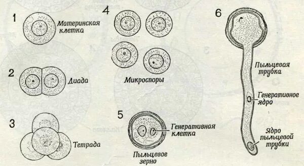 Строение пыльцевого зерна цветковых. Пыльцевое зерно покрытосеменных. Схема пыльцевого зерна сосны. Строение оболочек пыльцевого зерна покрытосеменных. Проросшая пыльца