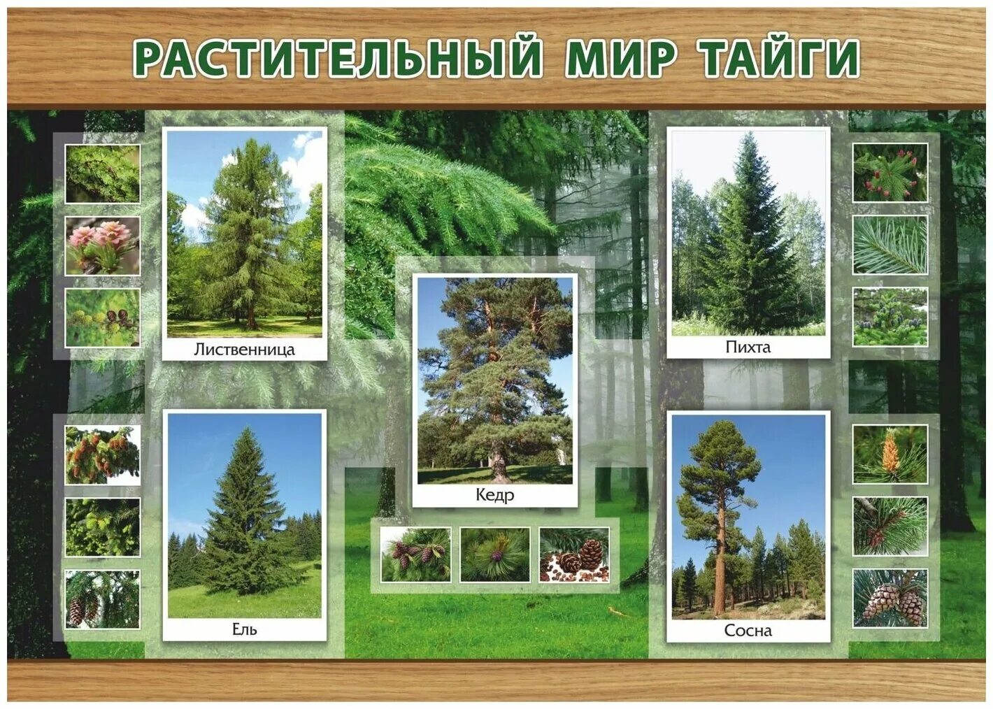 растительный и животный мир природной зоны тайги. природная зона тайга растительность. растительный и животный мир природной зоны тайги. тайга для дошкольников растительный мир. растения зоны тайги в россии.