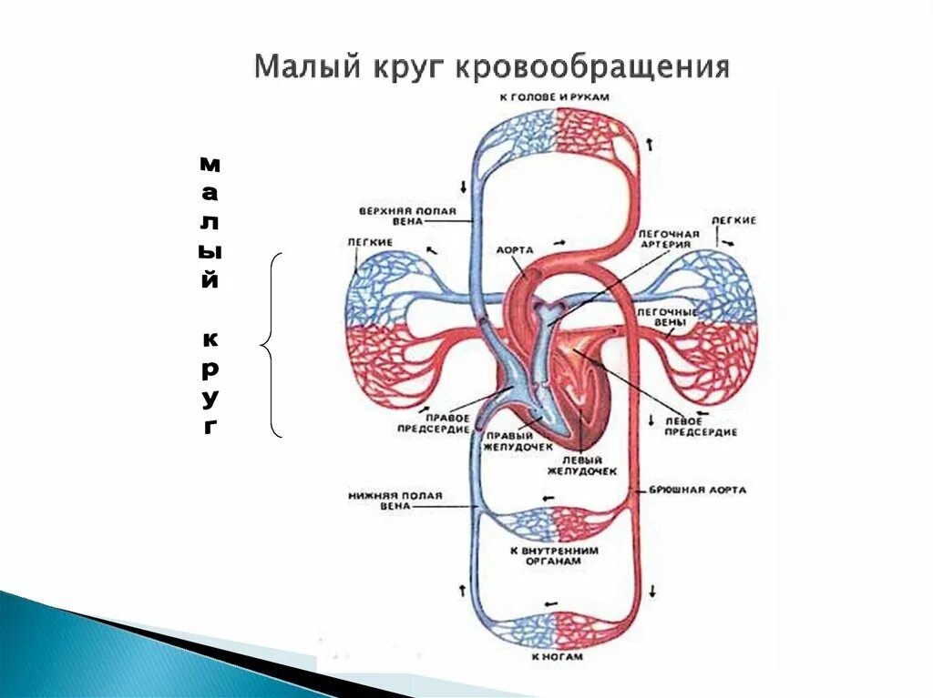 Малый и большой круг кровообращения человека схема. Сосуды большого круга кровообращения схема. Малый круг кровообращения схема сосудов. Логическая схема сосуды малого круга кровообращения.