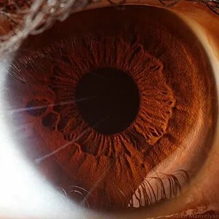 Brown 1 eyes