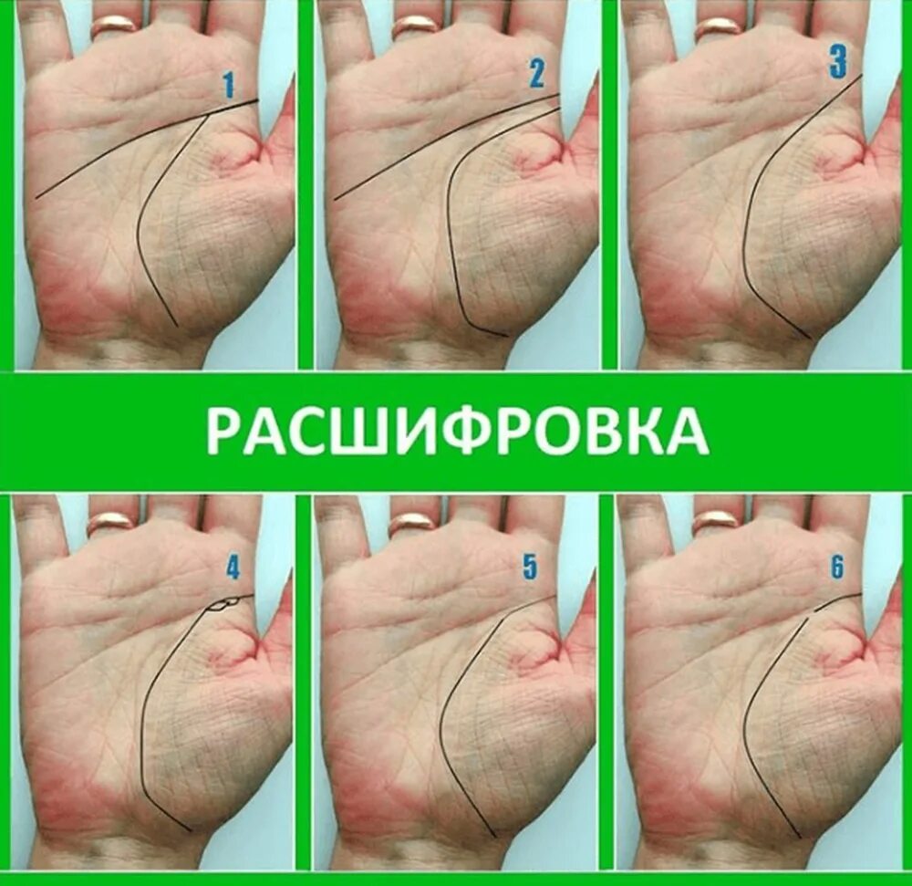 Возраст на линии жизни. Линия жизни. возраст на линии сердца. хиромантия линия жизни по годам.