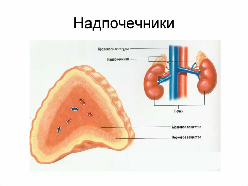 Роль надпочечников в организме человека. Надпочечники эндокринная система. Гормон надпочечников, регулирующий углеводный обмен. Надпочечники 8 класс. Активация надпочечников.