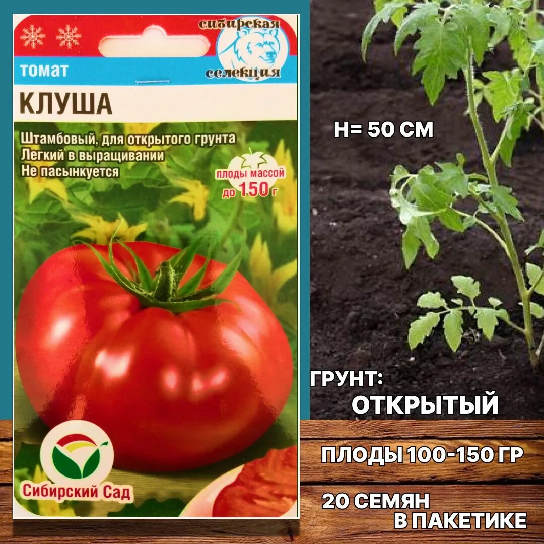 Томаты клуша отзывы фото. Томаты клуша отзывы фото
