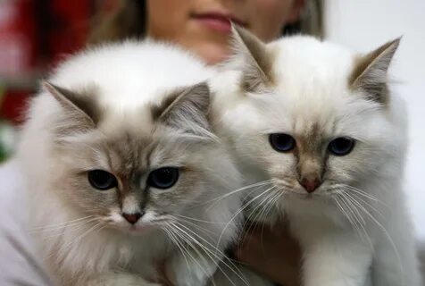 Кошки не вызывающие аллергию
