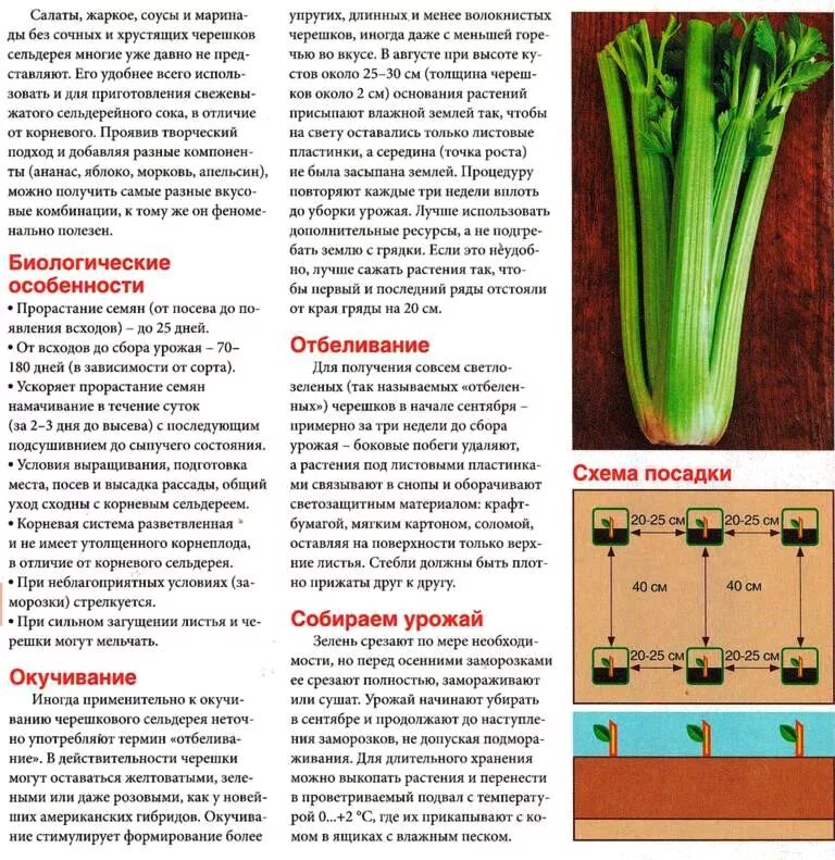 Сельдерей с какого возраста. Сельдерей листовой корневой. Схема посадки сельдерей сельдерей черешковый. Схема посадки сельдерея. Сельдерей листовой черешковый корневой.