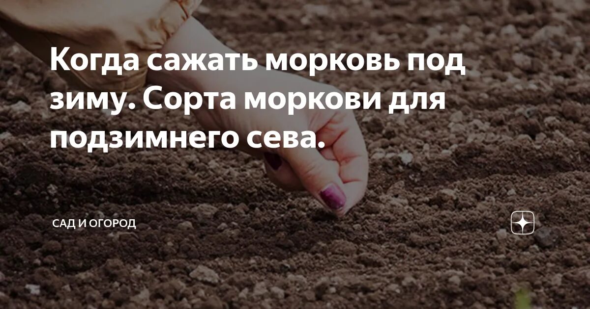 Когда сажать морковь под зиму в Подмосковье. Морковь под зиму когда сажать. Подзимний посев моркови. Когда сеять морковку под зиму.