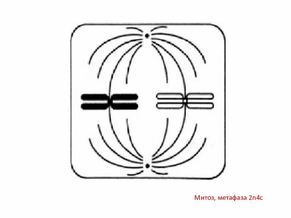 Задания егэ биология митоз мейоз. Метафаза 2. Метафаза 2 митоза. Митоз мейоз задания ЕГЭ. Метафаза 2 мейоза ЕГЭ.
