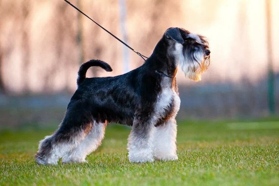 Цвергшнауцер шнауцер ризеншнауцер. Миттельшнауцер. Цвергшнауцер сколько живут. Порода собак цвергшнауцер. Цвергшнауцер терьер.