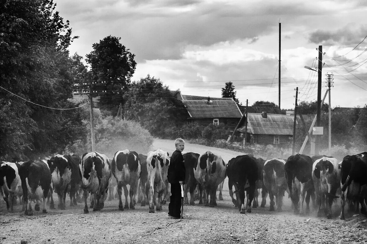 Пастух гонит стадо. Стадо коров в деревне. Коровы в деревне. Деревенское стадо. Советская деревня.