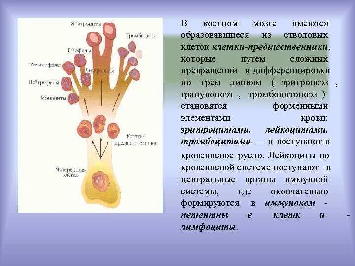 Клетки образующиеся в красном костном мозге. В костном мозге имеются т клетки. Дифференцировка клеток лекция. Красный костный мозг дифференцировка т клеток. Клетки-предшественники в структуре почки.