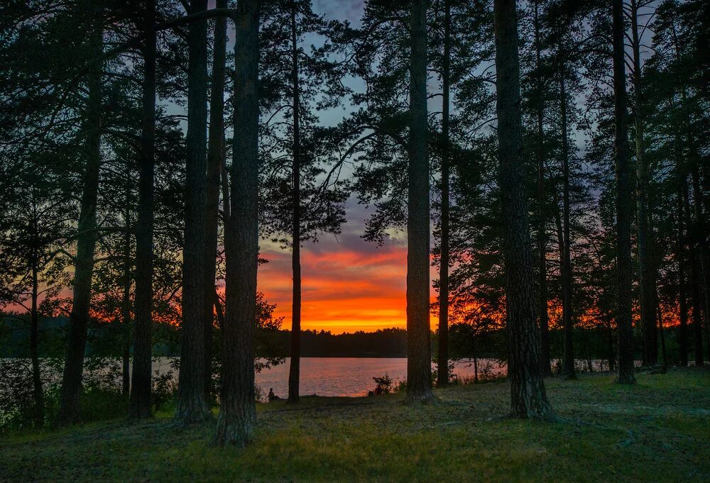 озеро ночью. сосновый лес черкассы. туманный пейзаж. улеглось в лесу под вечер. улеглось в лесу под вечер.