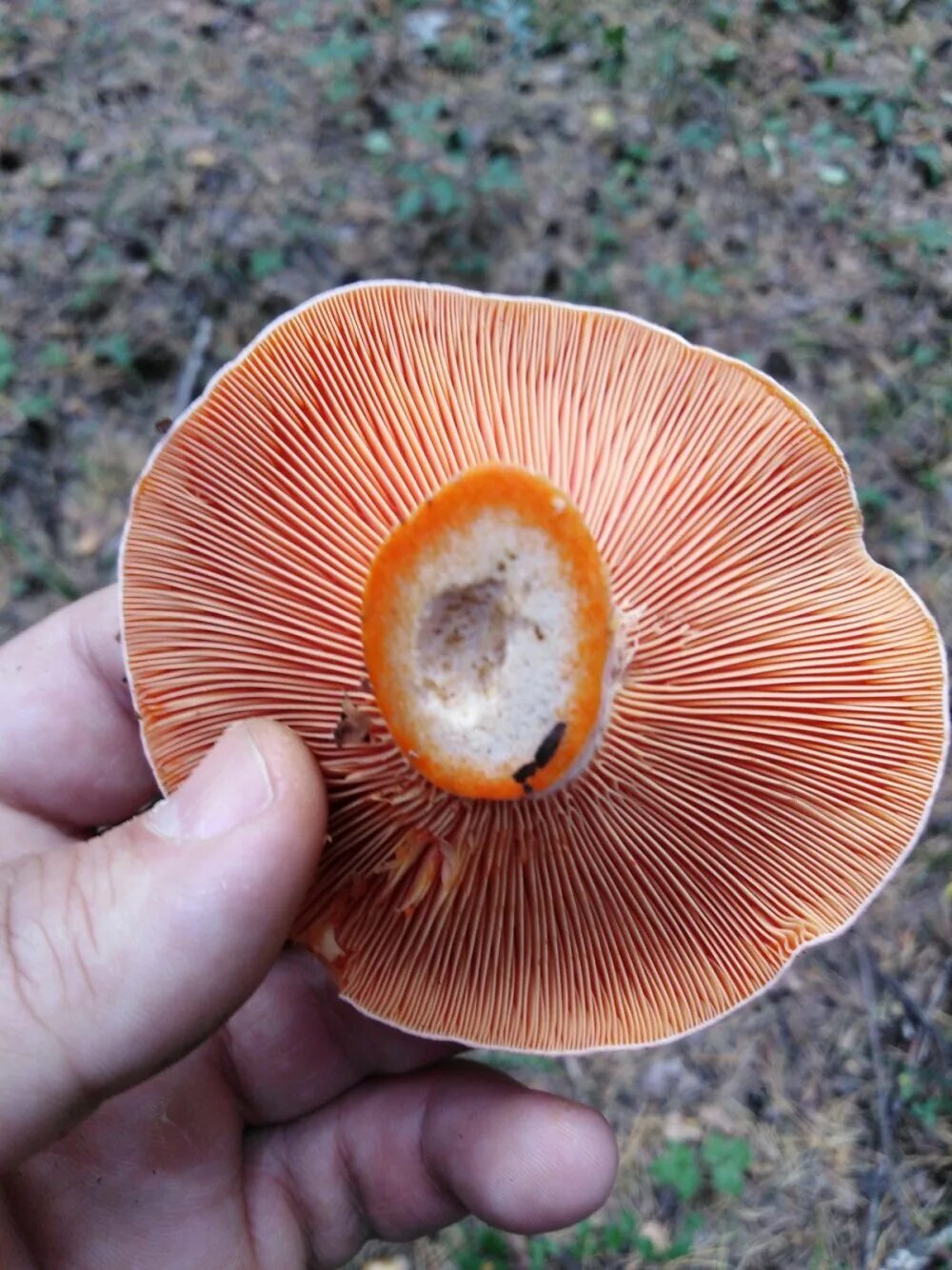 Рыжики грибы ложные. Рыжик сосновый/боровой (lactarius deliciosus);. Рыжики стали синими. Рыжики пораженные гипомицесом. Бутылочные рыжики.