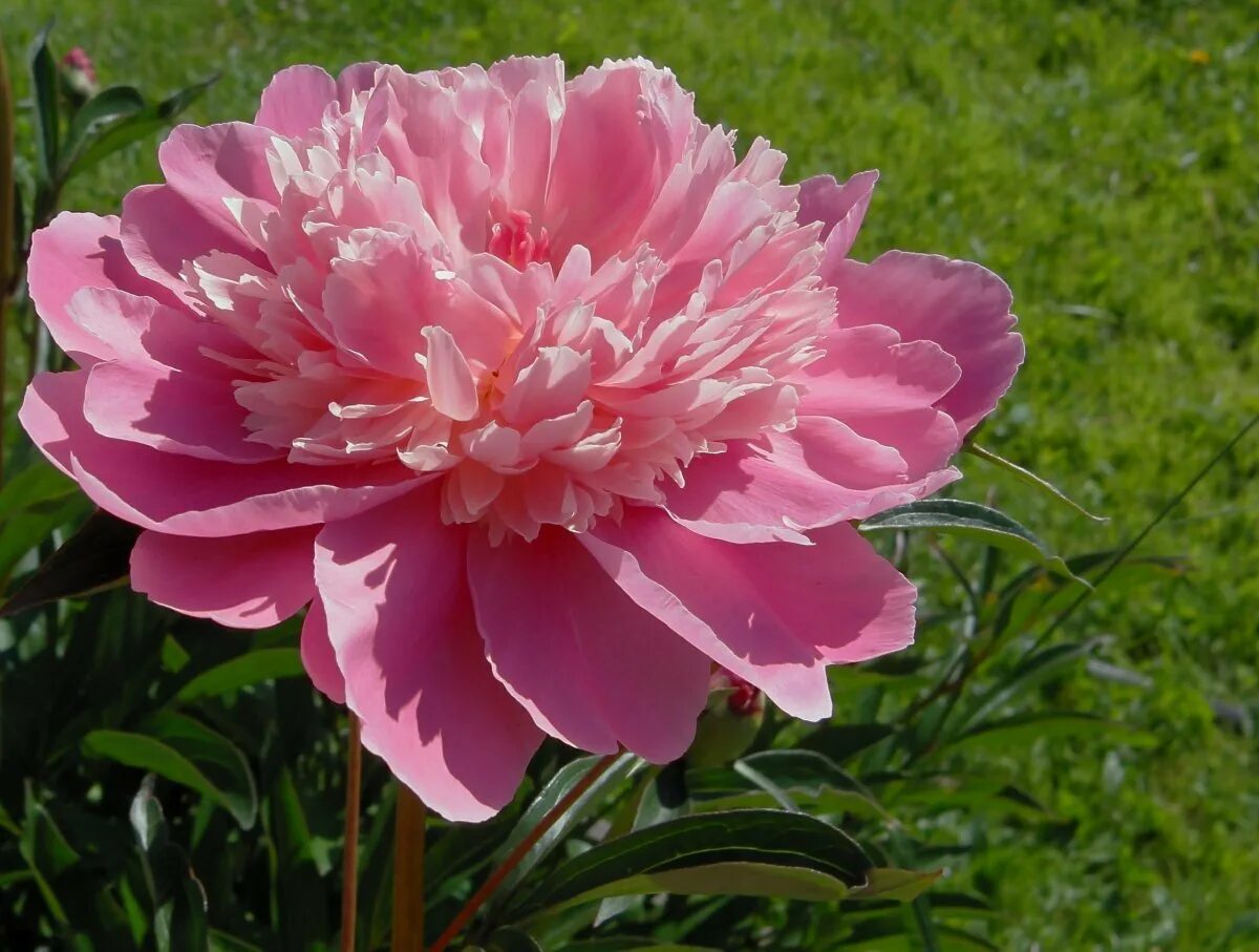 Пион ред грейс. Пион черный жемчуг. Пион сорт ред грейс. Пион травянистый catharina fontijn. Пион блэк бьюти black beauty.