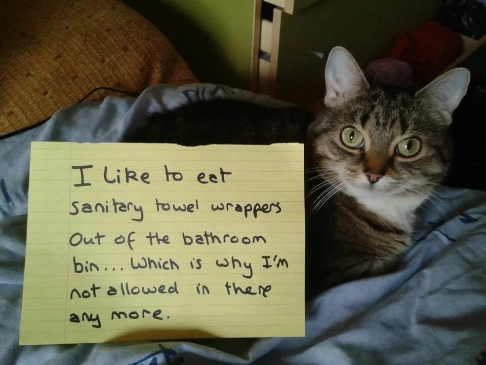 The cat is not