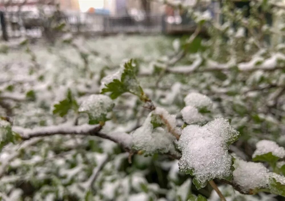 Заморозки в воронеже в ближайшие дни. Дождь со снегом весной. Снег с дождем. Весенние заморозки.