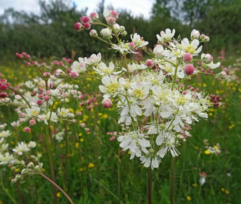 Таволга обыкновенная лабазник. Лабазник шестилепестный (Filipendula hexapetala). Лабазник Filipendula vulgaris. Лабазник обыкновенный Filipendula vulgaris. Лабазник обыкновенный