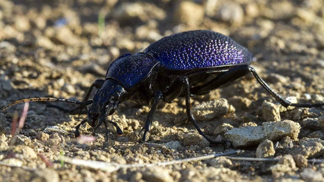 Жук жужелица черная лесная. Хищный жук жужелица. Жук жужелица. Жужелка насекомое. Жук жужелица садовая.