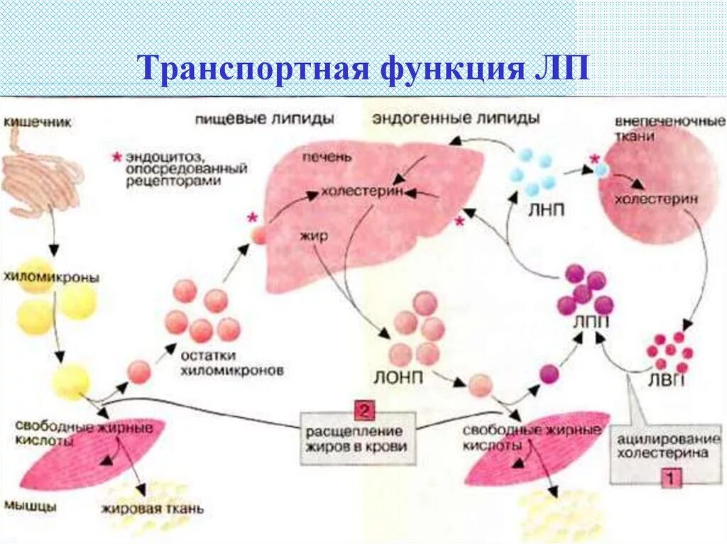 Нормализация обмена липидов. Липиды рогового слоя эпидермиса. Химическая структура липидов. Липиды жиры стероиды. Внешний обмен липидов.