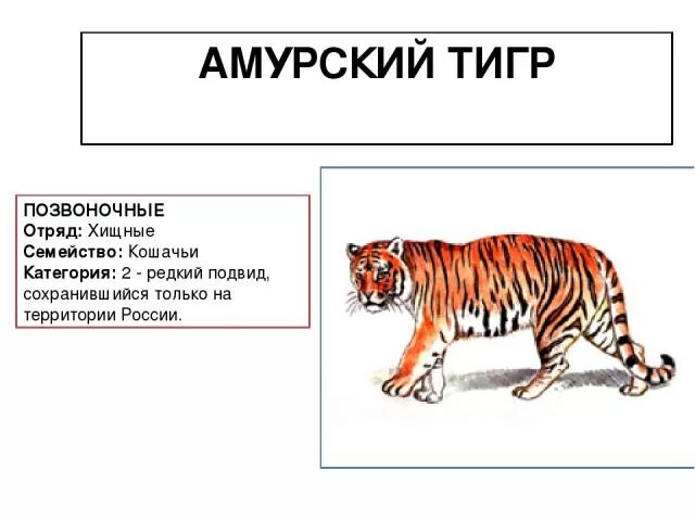 Систематика Амурского тигра. Предложение со словом тигр. Классификация животного Амурский тигр. Предложение со словом тигр 2 класс.