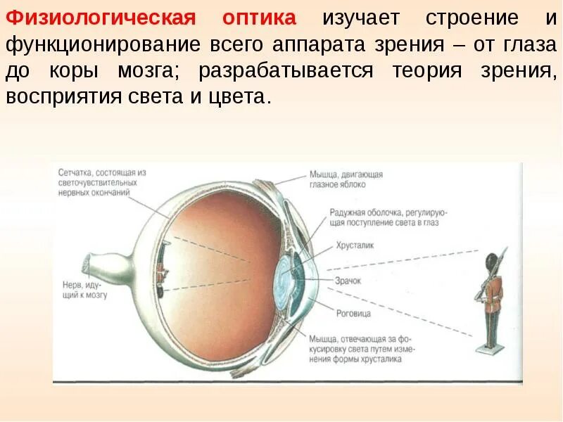 Физиологическая оптика