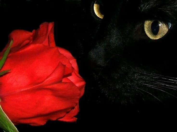 Чёрный кот с розой. Черная кошка в розах. Черная кошка в цветах. Черная кошечка с розой. Черно розовую кошку