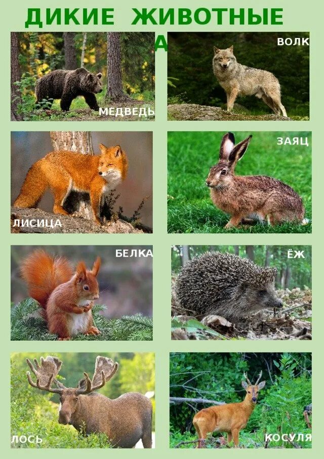 Какие дикие животные обитают в твоем регионе. Животные Южного Урала. Дикие животные. Дикие животные картинки. Животные леса.