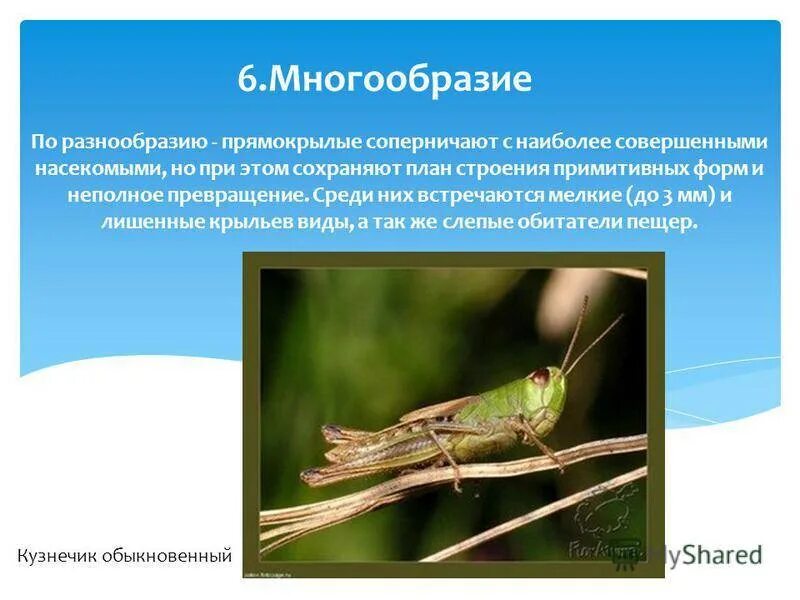 Сколько крыльев у прямокрылых