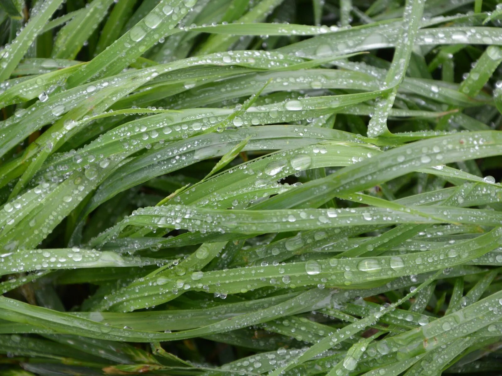 Wet grass
