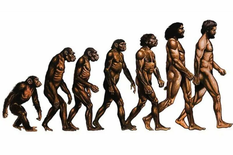 Теория Дарвина о эволюции человека. Эволюция Дарвин хомо.