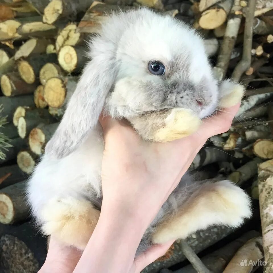 Купить кролика в курске. Юла декоративный карликовый кролик. Курский кролик. Белые Курские кролики. Карликовые декоративные кролики Барнаул.