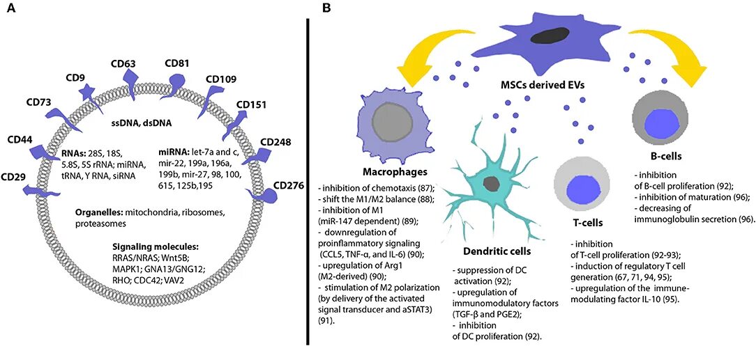 Application cells. Mesenchymal stem cells. msc cells. mesenchymal stem cells exosome. evs derived from stem cells.