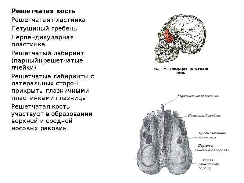 Решетчатая кость функции. Решетчатая кость функции