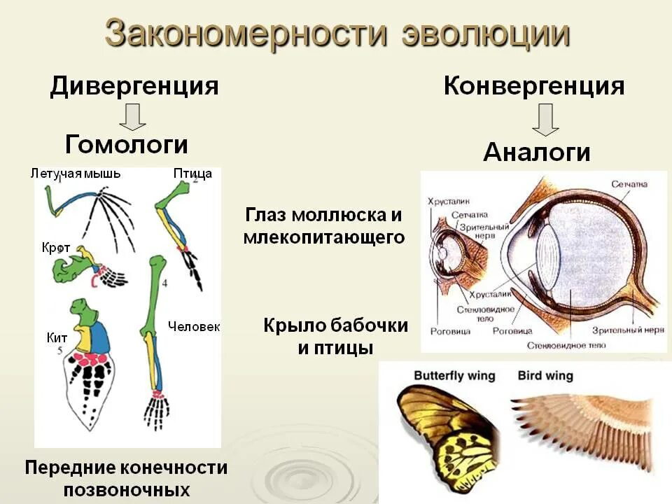 Дивергенция строение. Закономерности эволюции. Дивергенция и конвергенция примеры. Закономерности эволюции дивергенция конвергенция параллелизм. Эволюция закономерности эволюции.