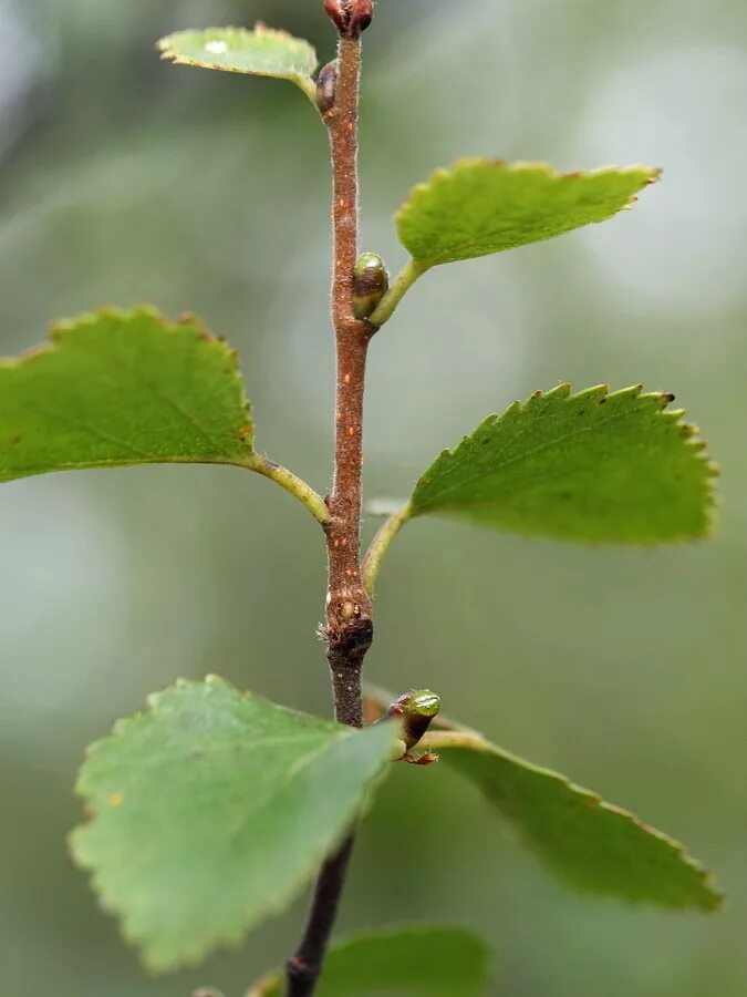 Сбежавший цветок. Betula czerepanovii. Береза Даурская (Betula dahurica). Betula pubescens ствол. Betula leopoldae.