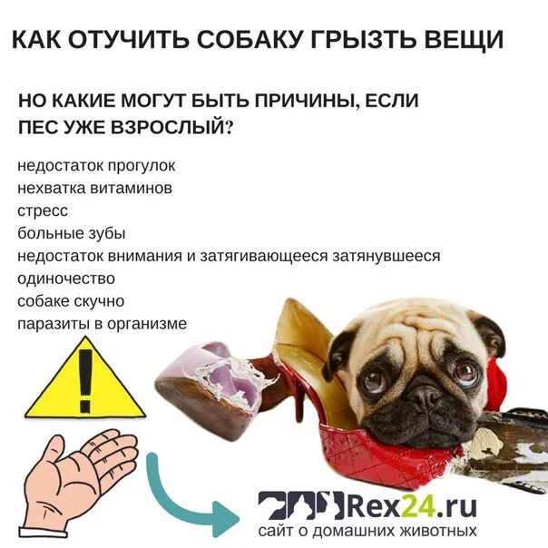 Как отучить собаку подбирать все подряд. Как отучить собаку грызть. Как отучить собаку грызть все подряд. Как отучить собаку грызть вещи. Как отучить собаку грызть мебель.