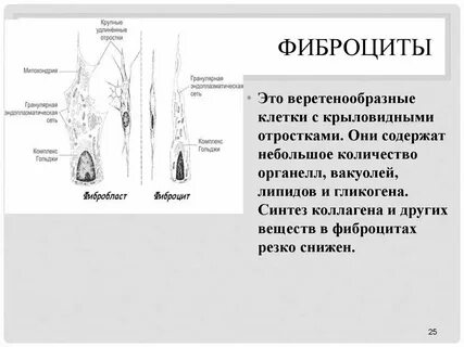 Фибробласты роль