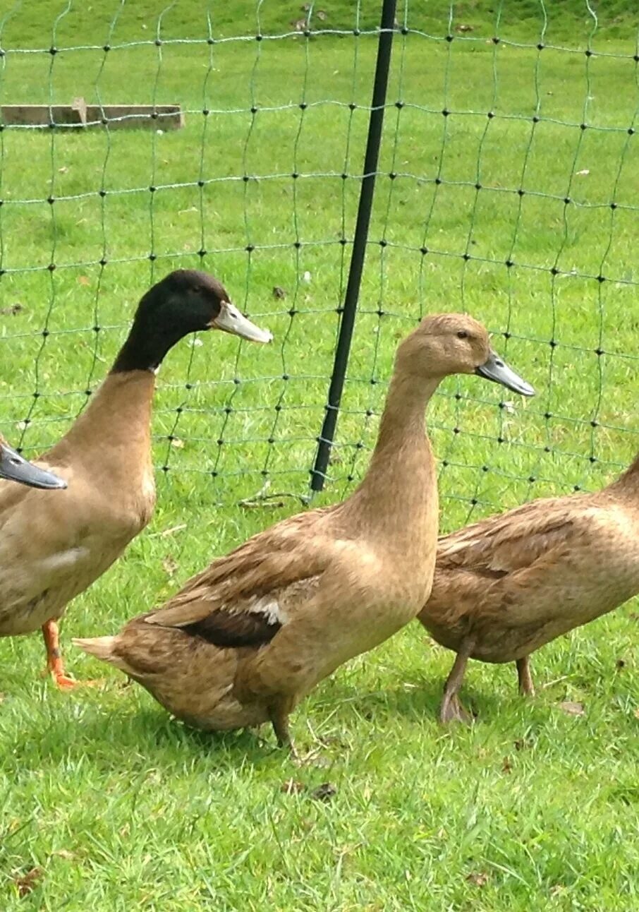 Good duck. Хаки-Кемпбелл порода уток. Руанская порода уток. Утки породы кряква.