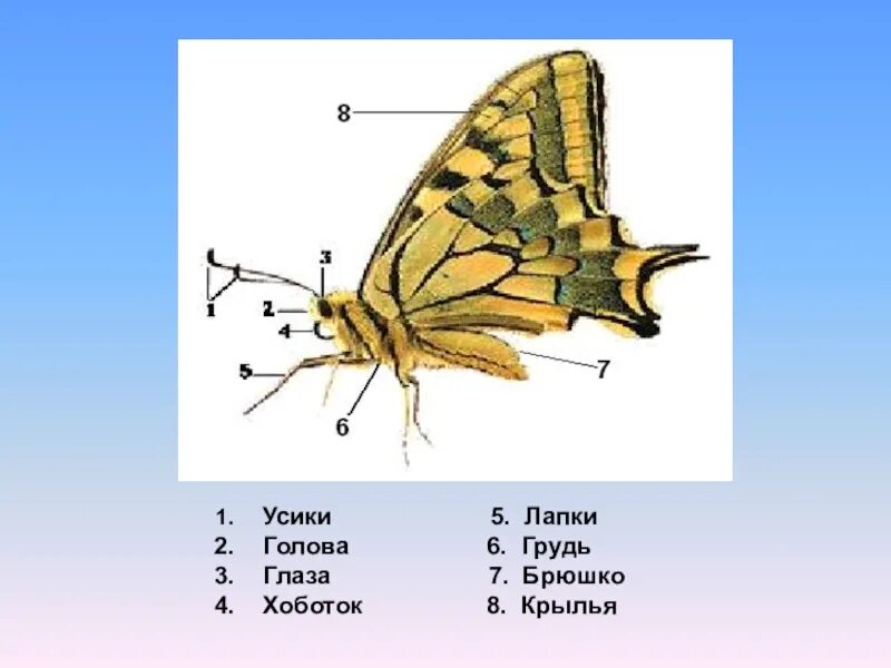 Лапки усики. Внешнее строение насекомых. Грудь усики брюшко Крылья голова. Строение усиков бабочки. Строение тела осы.