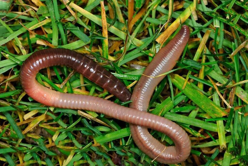 Про дождевого червя. Червь Земляной (Lumbricus terrestris). Lumbricus terrestris обыкновенный дождевой червь. Дождевой выползок дождевой червь. Земляной червь выползок.