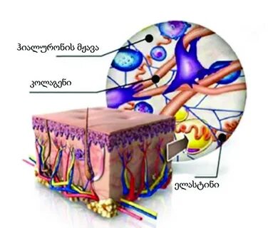 Синтез коллагена фибробластами