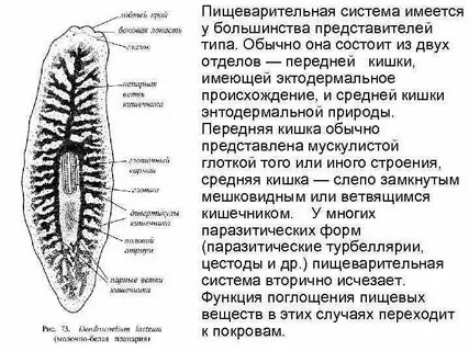 У круглых червей пищеварительная система замкнутая