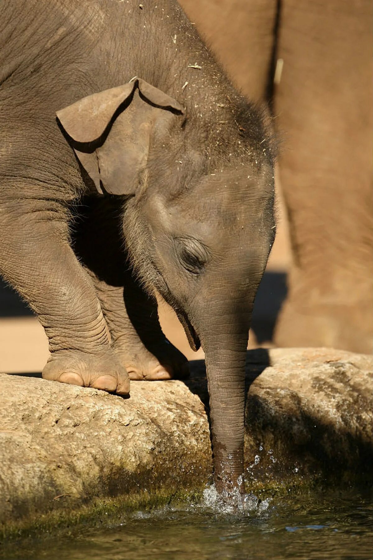 Слон пьющий воду. Слоненок. Слон пьет воду. Хобот слоненка. Слон пьет воду хоботом.
