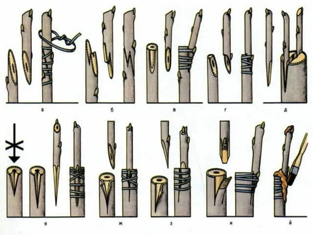 Правильная прививка яблони. Способы прививки плодовых деревьев окулировка. Прививка яблони окулировкой. Способы прививки яблонь весной. Способы прививки яблони окулировка.