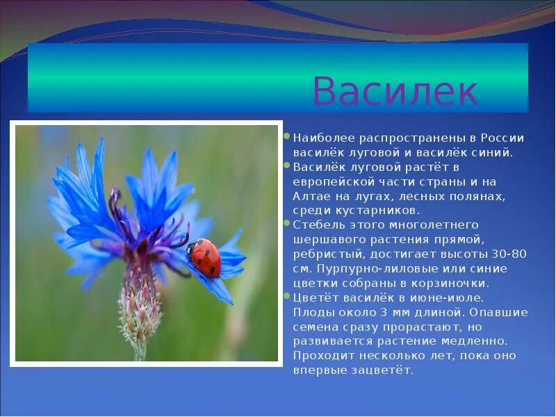 Васильки 3 класс. Василёк Луговой стебель. Василек характеристика. Василек синий семянки.