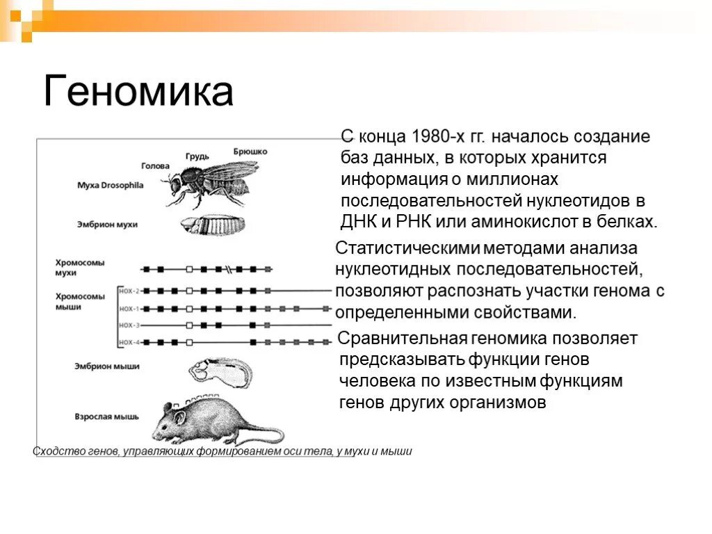 Мыши мухи. Сравнительная геномика. Геномика человека. Мышь ДНК И человека. Сравнительная геномика биология.