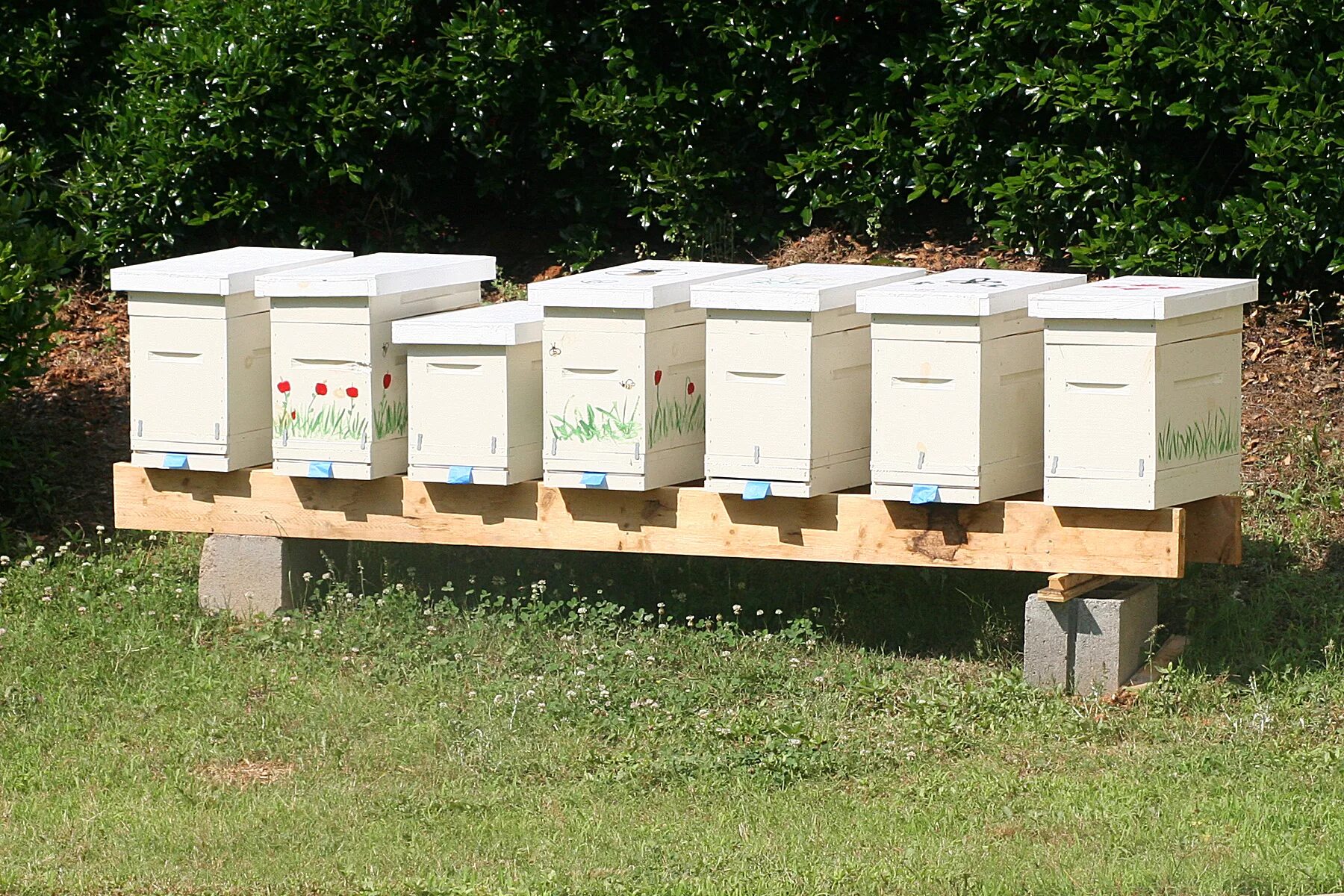 Подставки под улья для пчел. Расстановка ульев. Расстановка ульев. Улей дадан на пасеке. Промышленные пасеки ульи рута.