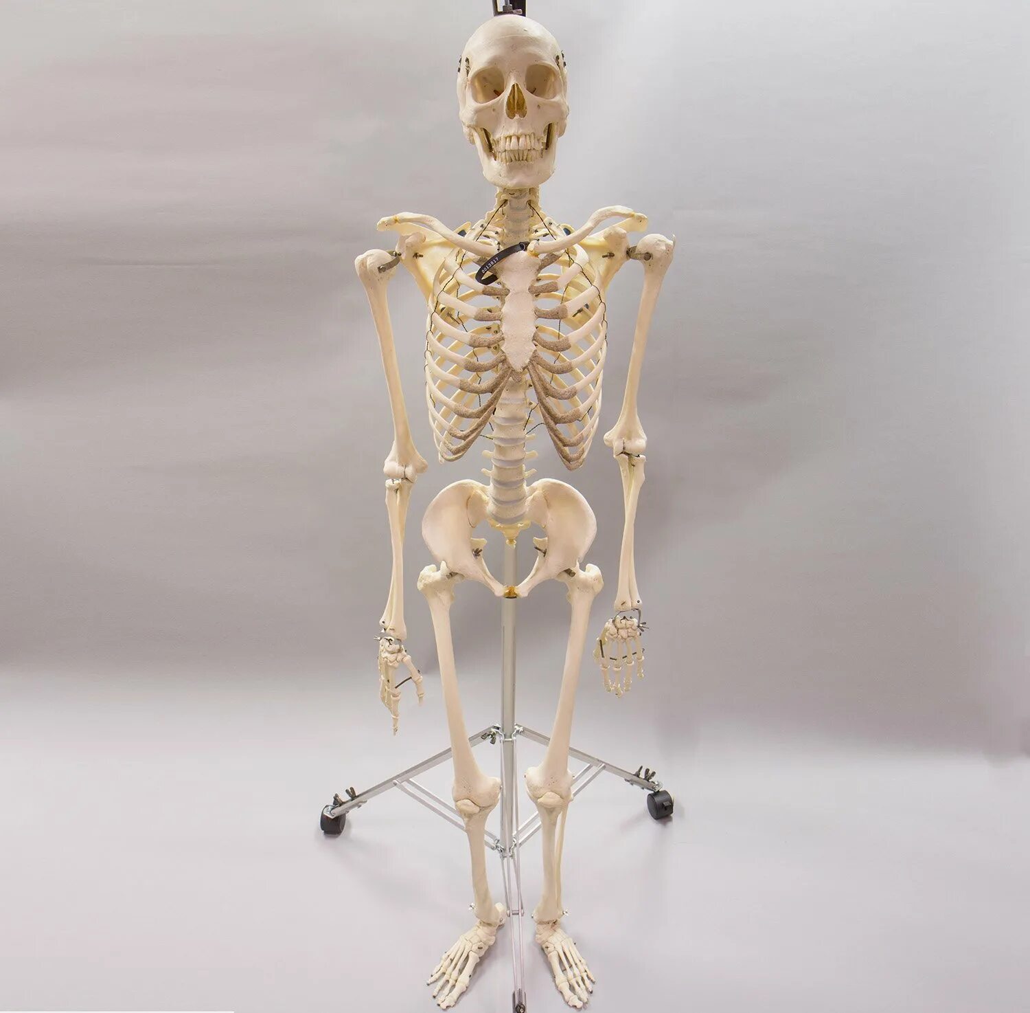 Скелет человека. Скелет человека настоящий. Женский скелет.