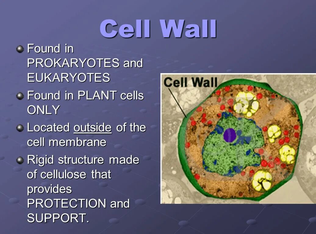 Cell Wall of prokaryotes. Cell Wall and Cell membrane. Bacterial Cells and Plant Cell. Fungi Cell structure.